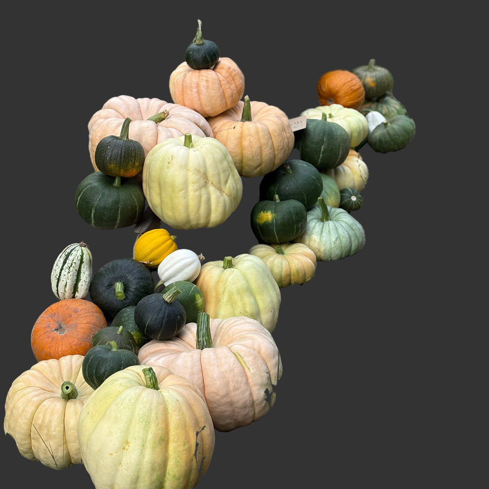 Reverent Acres Pumpkins